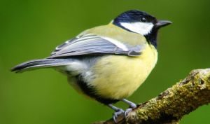 Atelier construction de nichoirs